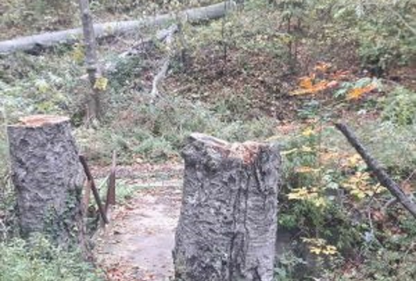 Премахват опасни дървета в парк „Шуменско плато"