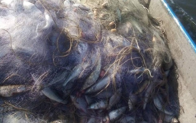 Близо половин тон риба получи социалният патронаж в Бургас