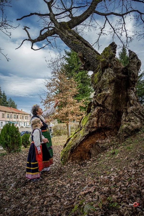 Българите гласуват за определянето на победителя в тазгодишния конкурс „Дърво с корен"