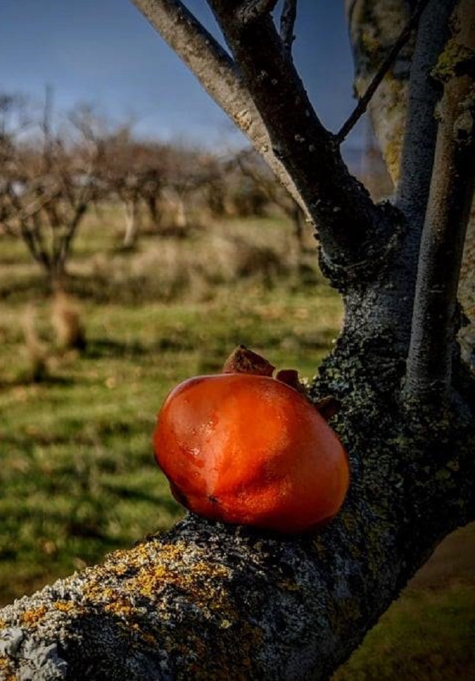 Най-голямата овощна градина с райски ябълки в България се намира край Ахтопол