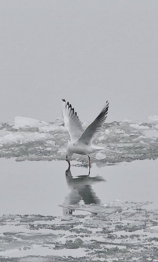 За 45-ти път ще бъдат предброени зимуващите водолюбиви птици в България
