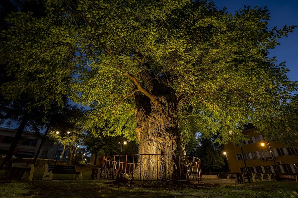 Черница, която помни Вазов и Караджата, стана „Дърво с корен" за 2020 г.