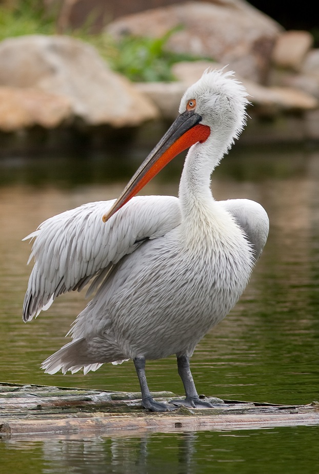 Ще държат под око къдроглавите пеликани, гнездещи на най-големия български остров в река Дунав