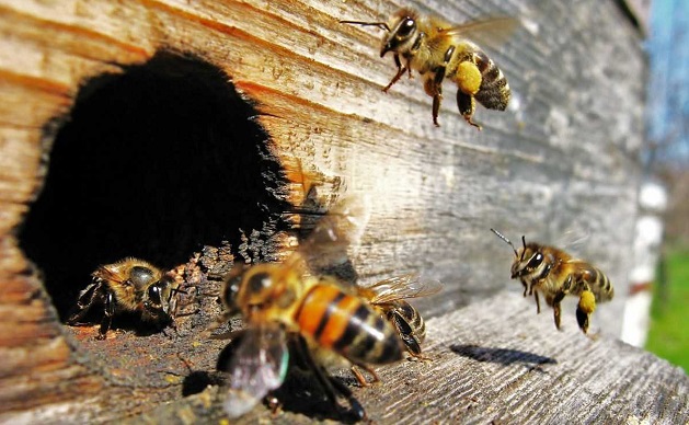 Проверяват здравословното състояние на пчелите в цялата страна