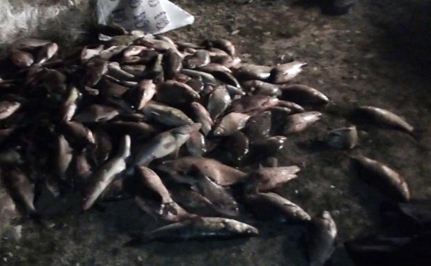 Върнаха в язовир Жребчево близо 200 кила риба, уловена от бракониери