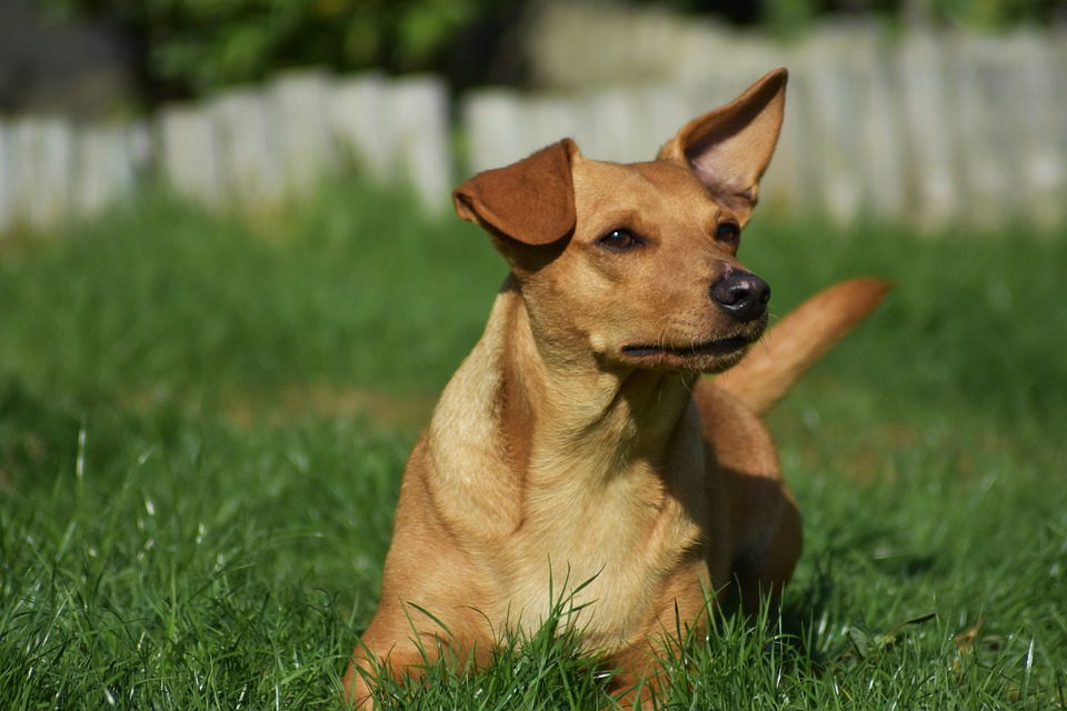 Изтече срокът за регистрация на домашните кучета в Асеновград