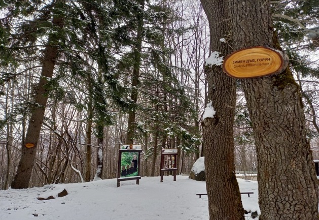 На Витоша поставиха табели с имената на дървесните видове около музея на мечката