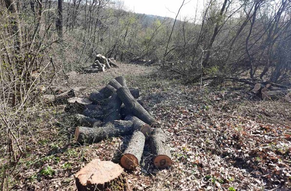 Сгащиха бракониери на дърва в землището на с. Изворово