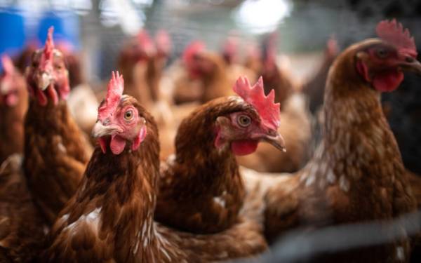 Умъртвяват хиляди кокошки във ферма край Пловдив