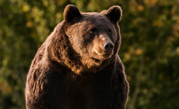Принцът на Лихтенщайн гръмна най-големия мечок в Евросъюза