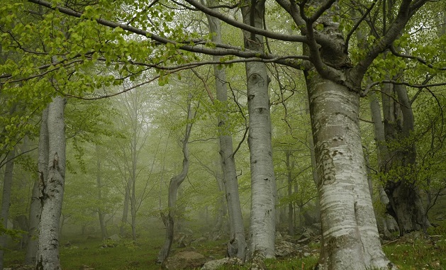 Организират безплатни посещения с водачи в буковите гори на Централен Балкан