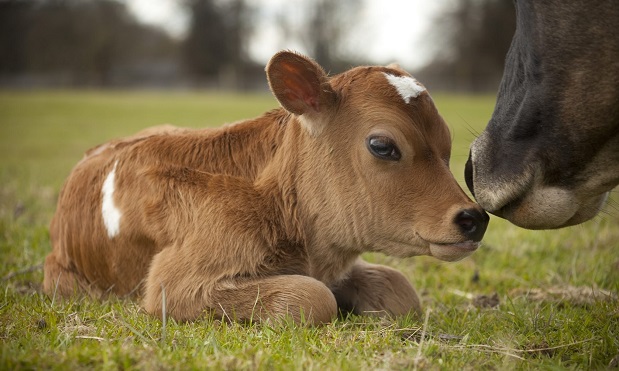 Мълчанието на говедовъдите - защитниците на животните имат повече права от тях