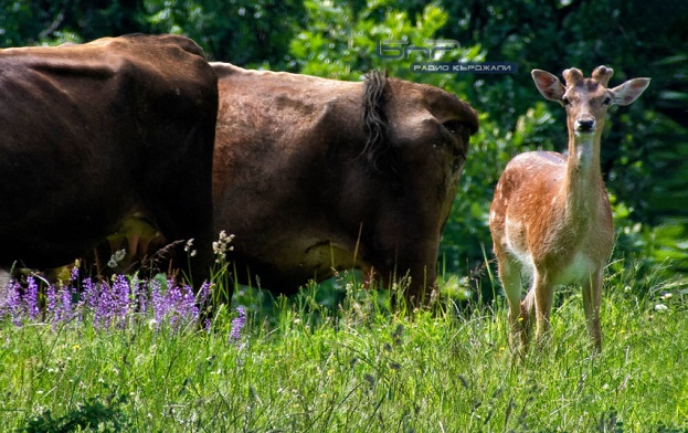 Петиция призовава да не се убива елена лопатар от Кьосево
