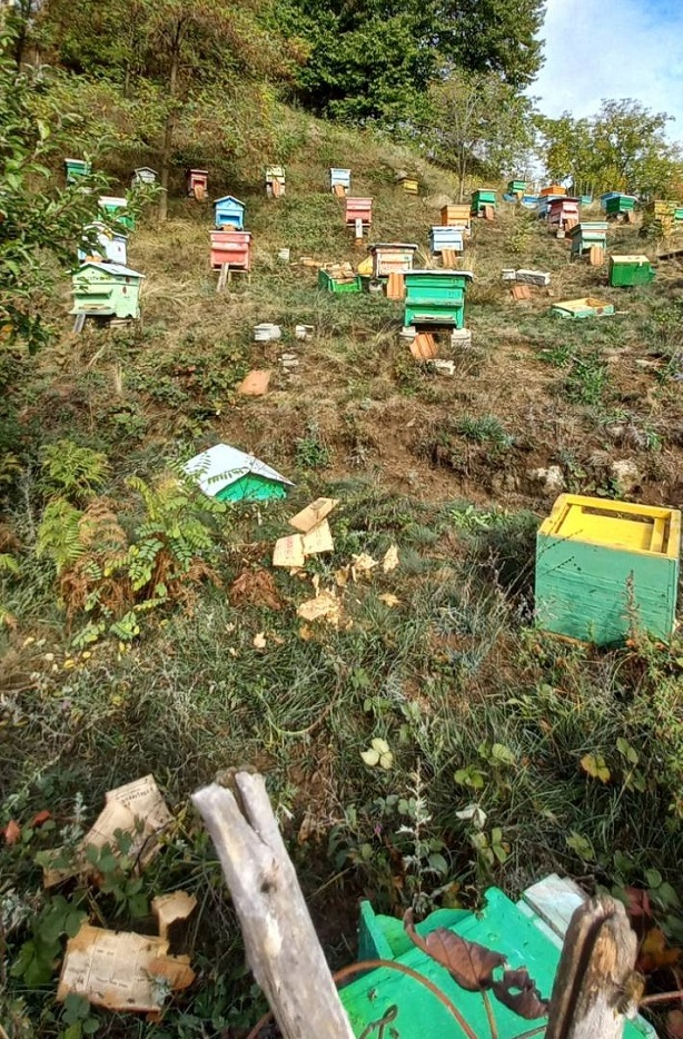 Мечки нападат пчелини и рушат кошери в две села, намиращи се в подножието на Пирин и Славянка
