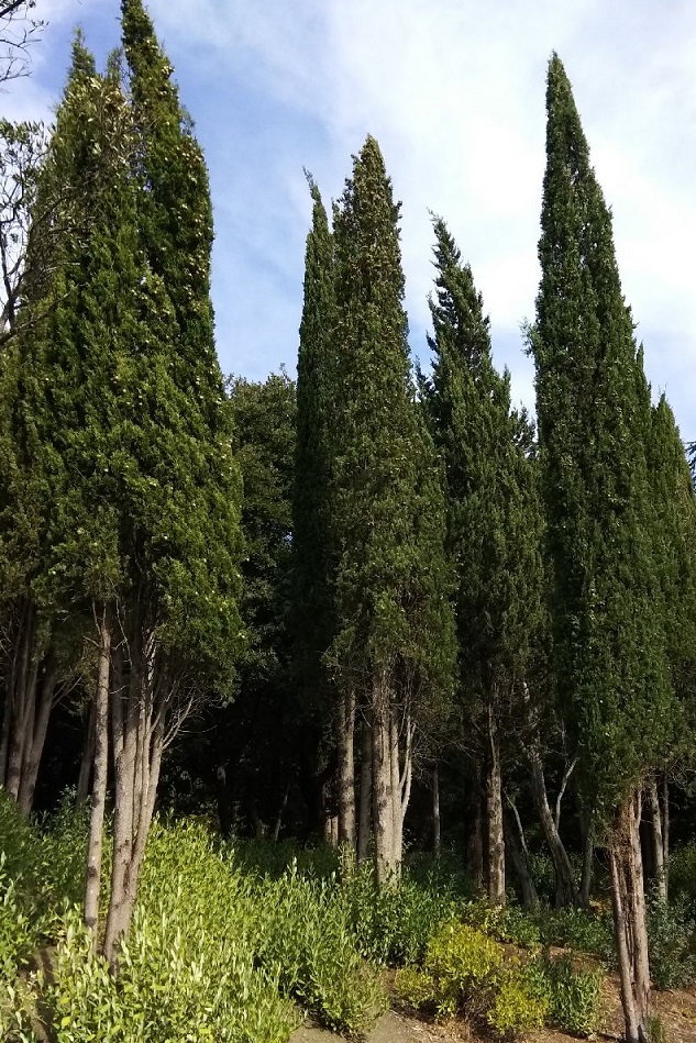 В Петрич, Сандански и Гоце Делчев ще се садят експериментално устойчиви на засушаване дървесни видове