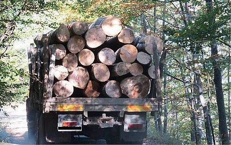 Износът на дървесина е едва 3 процента и не може да се забрани
