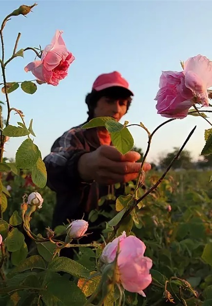 Сдружение „Българска розова долина“ със становище за Стратегията за развитие на розопроизводството