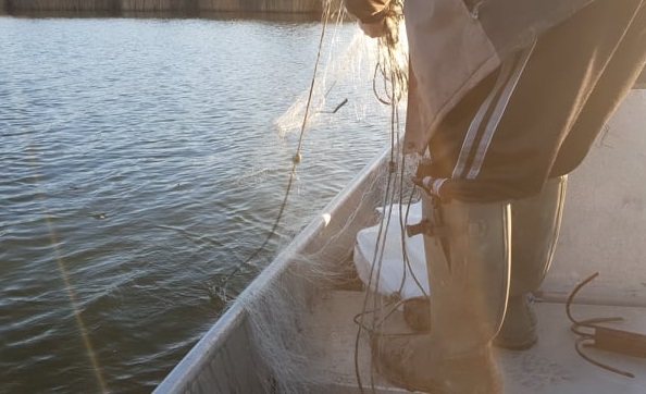 Близо 20 кг риба беше върната във водите на езеро Шабла
