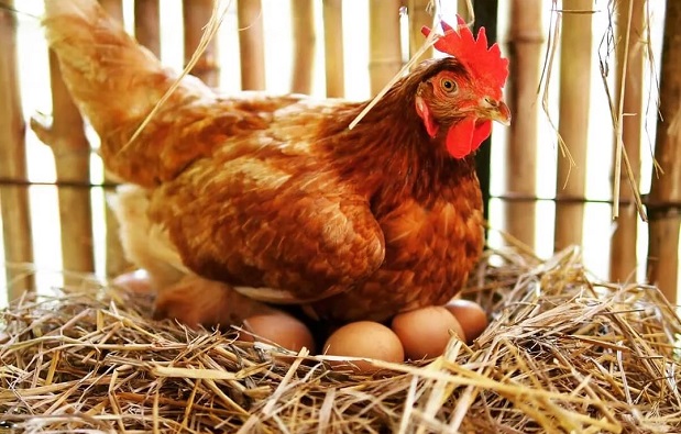 ЕС със съвместен документ за намаляване на фрактурите на кокошки носачки