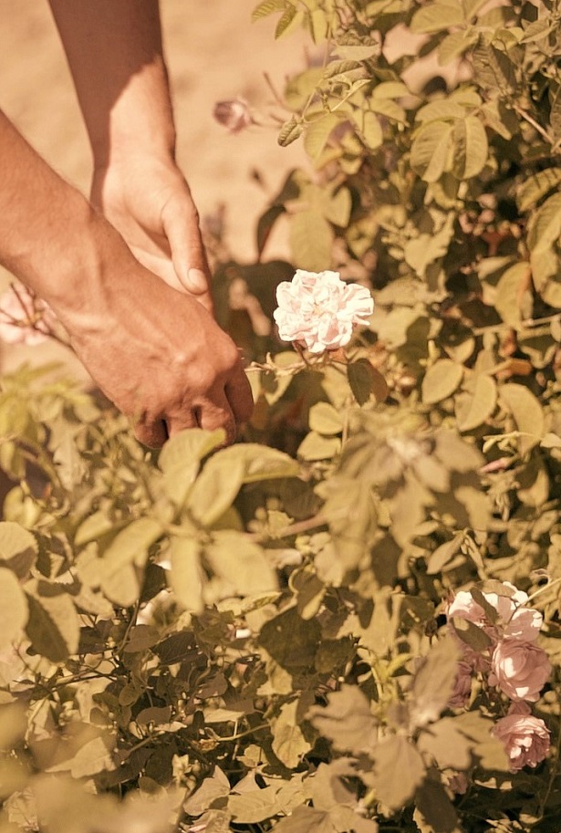 164 розопроизводители от района на Средногорието, Стрелча и Клисура ще получат помощ от „SOS Българска роза“