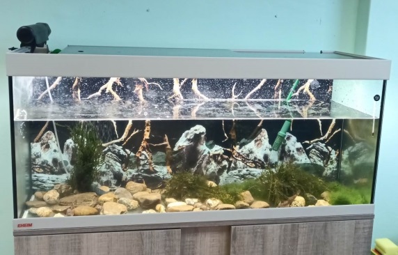 Изградиха експозиционен аквариум за главоч