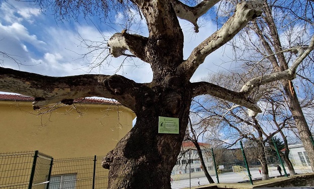 Обявиха за защитени два столетни чинара в Асеновград