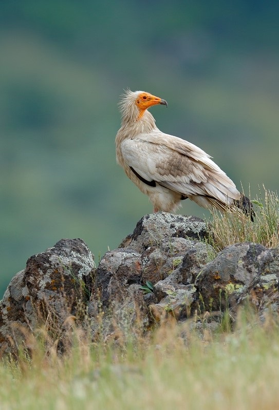 Приключи най-мащабният проект за опазването на един от най-застрашените видове птици на планетата