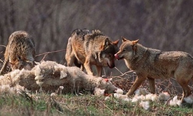 Вълци нападат домашни животни в кърджалийско село
