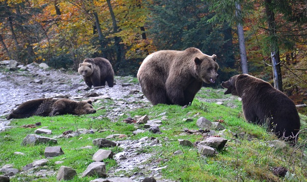 В Румъния планират да избият над 400 мечки
