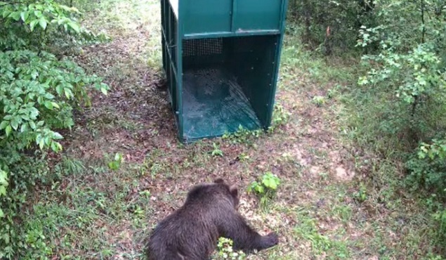 Вкараха в капан мечката, която обикаляше из Габрово и околните села