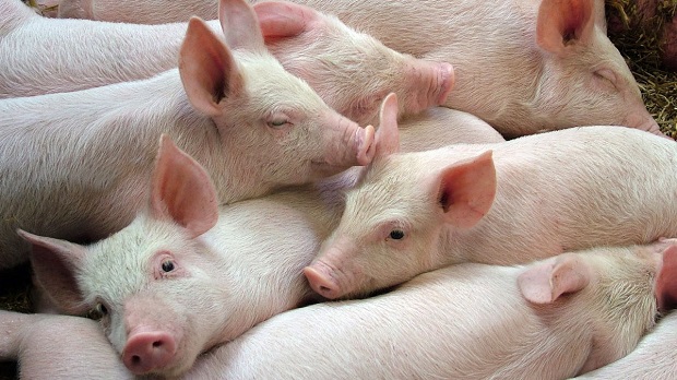 В Стара Загора взимат мерки срещу Африканската чума по свинете