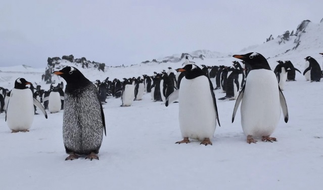 Шарен пингвин се появи в Антарктида
