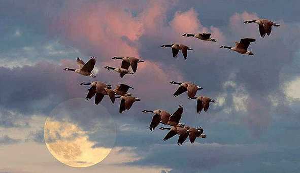 Ортанизират наблюдения за Международния ден на мигриращите птици