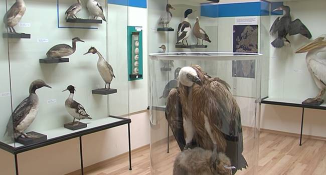 Природонаучният музей на Варна - съкровищница, опазваща природните богатства на региона