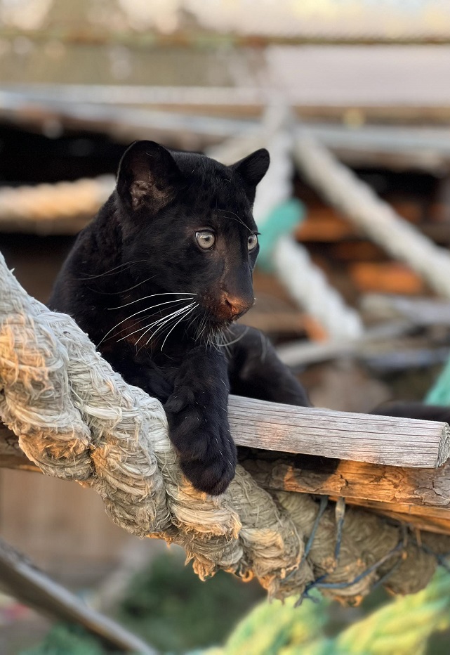 Грациозната черна патнера Калил, с екзотична окраска в меланж, е новият обитател на бургаския зоопарк