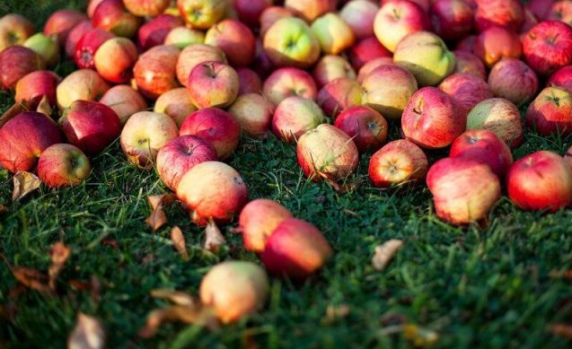 Ловното стопанство в Граматиково търси ябълки за хранене на дивеча