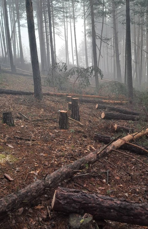 Безобразие: Незаконна сеч в гората край Разлог повали 74 борови дървета с диаметър от 10 до 20 см