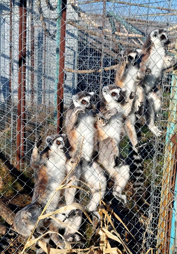 Посетителите на зоопарка в Бургас ще могат да хранят и да контактуват с лемури и декоративни виетнамски прасенца