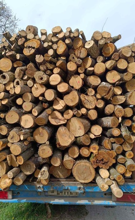 Горски задържаха в района на село Копривец незаконно добити дърва за огрев от дъб, габър, бряст, орех и клен