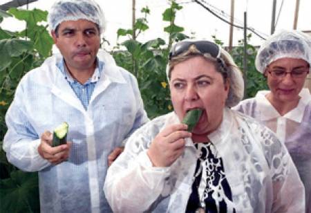 Испанските краставици са  „невинни”, но се задава гладна криза