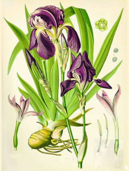 Перуника