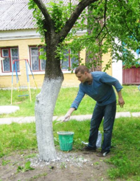 Време е да прекопаем и варосаме плодните дървета