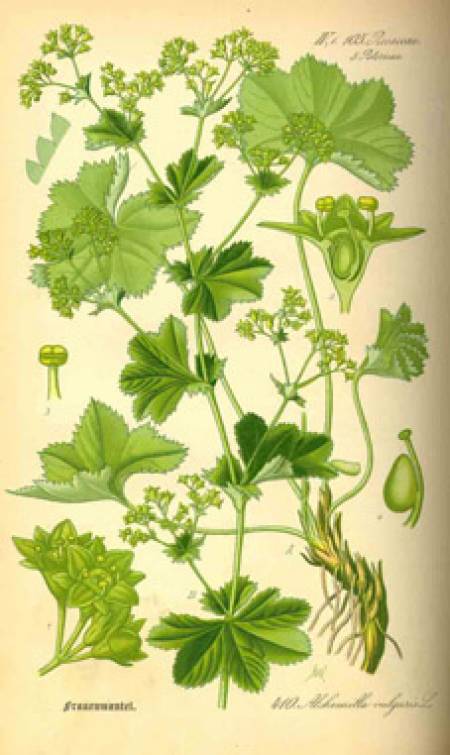 Цариче