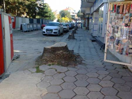 Масова сеч на дървета в Бургас заради велоалеи