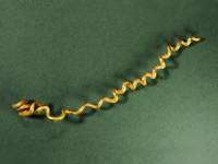 Златна спирала, използвана като игла за коса, намерена в гроб на жена от некропола в Дуранкулак. Епохата е среден енеолит
