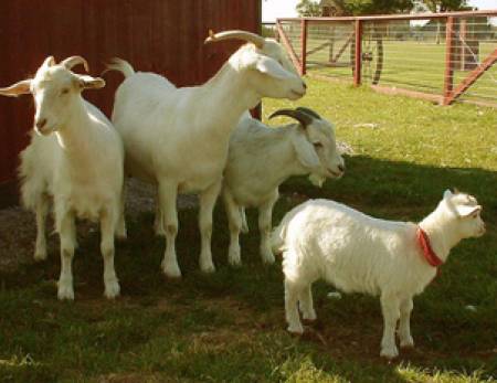 Заразната ектима при овцете и козите