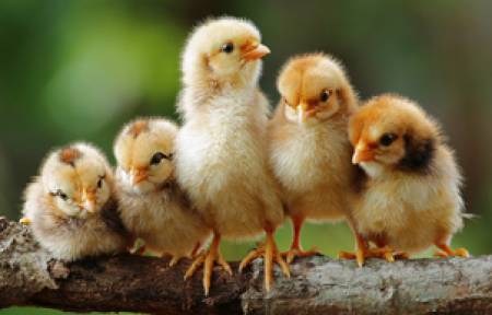 Недостигът на селен и витамин Е е пагубен за младите пилета
