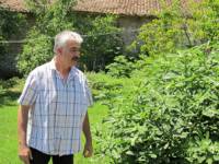 Холандецът е запазил дивата смокиня в двора на вековната си къща във великотърновското село
