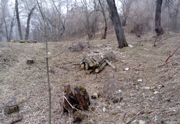 Цигани унищожават гора край Варна, държавата е безпомощна да я опази