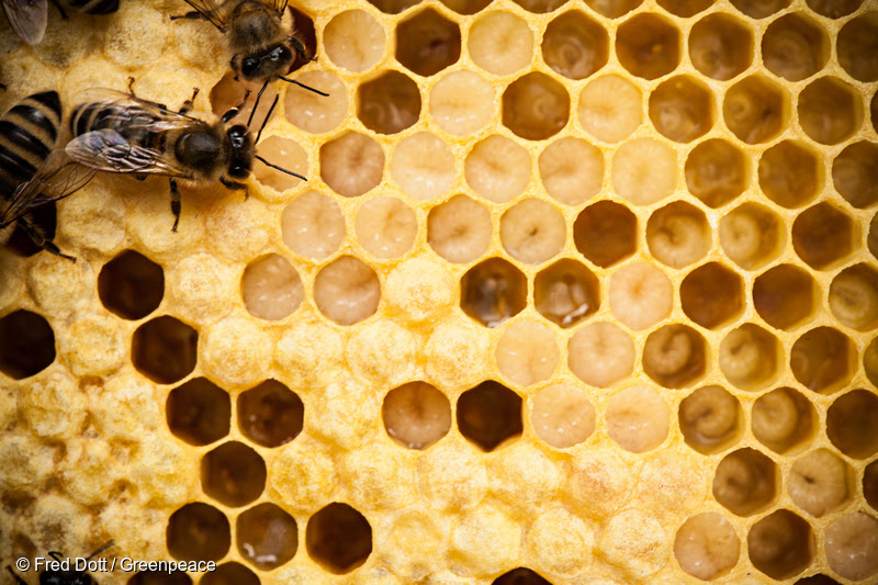 Пчелари се събират на семинар в Смолян